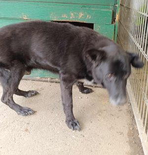 Poszukiwany właściciel lub opiekun dla psa