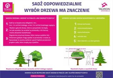 TAURON Dystrybucja przypomina – wybór drzewa ma znaczenie